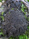 Collema auriforme image