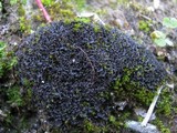 Leptogium gelatinosum image