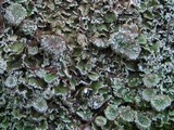 Cladonia pocillum image