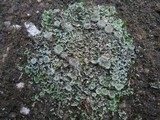 Cladonia pocillum image