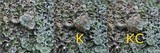 Cladonia pocillum image