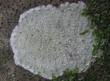 Phlyctis agelaea image