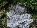 Phaeographis dendritica image