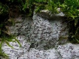 Phaeographis dendritica image