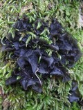 Leptogium cyanescens image