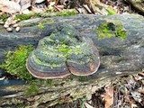 Phellinus robiniae image