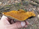 Phellinus robiniae image