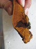 Phellinus robiniae image