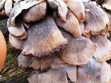 Lentinellus ursinus image