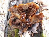 Lentinellus ursinus image