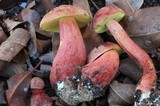 Heimioporus fruticicola image