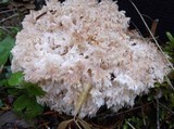Hericium abietis image