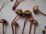 Panaeolus subbalteatus image