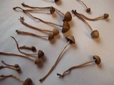 Panaeolus subbalteatus image