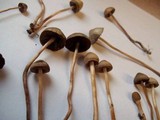 Panaeolus subbalteatus image