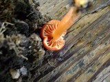 Hygrocybe miniata image