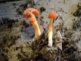 Hygrocybe miniata image