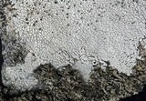 Aspicilia cinerea image