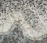 Aspicilia cinerea image