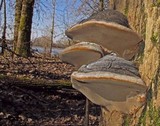 Phellinus igniarius image