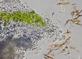 Aspicilia cinerea image