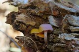 Chromosera cyanophylla image