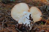 Rhodocollybia maculata image
