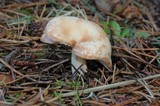 Rhodocollybia maculata image