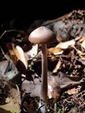 Entoloma hirtipes image