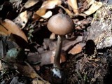 Entoloma hirtipes image