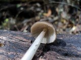 Entoloma hirtipes image