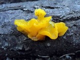 Naematelia aurantia image