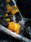 Naematelia aurantia image
