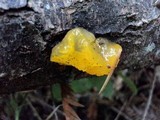 Naematelia aurantia image