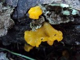 Naematelia aurantia image