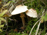 Lepiota cristata image