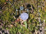 Arrhenia chlorocyanea image