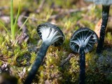 Arrhenia chlorocyanea image