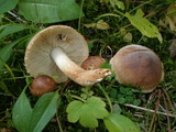 Tricholoma vaccinum image