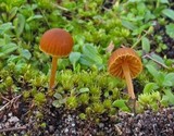 Galerina vittiformis image