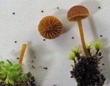 Galerina vittiformis image