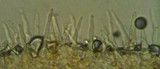 Galerina vittiformis image