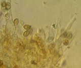 Galerina vittiformis image