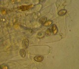Galerina vittiformis image