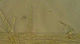 Galerina vittiformis image