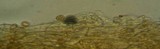 Galerina vittiformis image