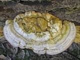 Trametes gibbosa image