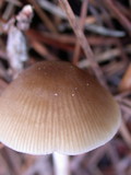 Entoloma cetratum image