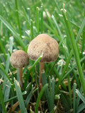 Panaeolus subbalteatus image