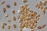 Psilocybe baeocystis image